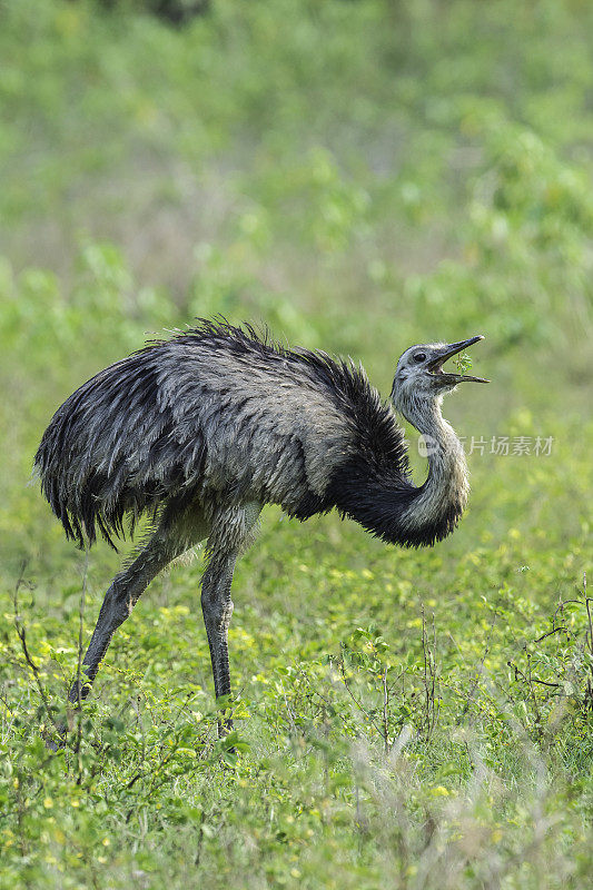 美洲美洲鸵(rhea americana)是一种不会飞的鸟，发现于南美洲东部，在巴西潘塔纳尔发现